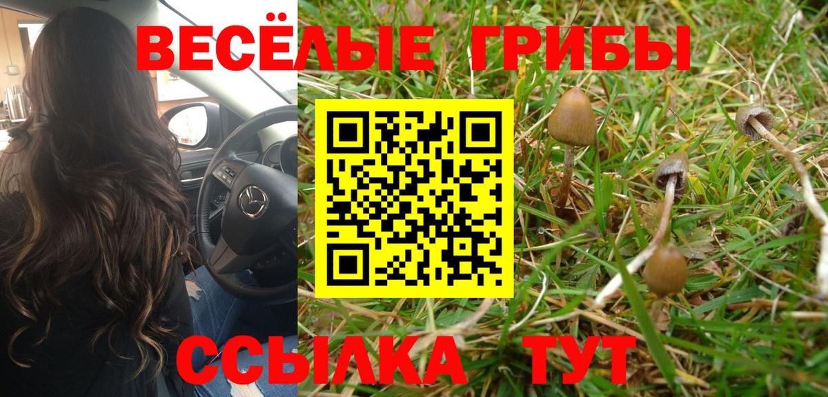 магазин  наркотиков  Псилоцибиновые грибы ЛСД  Губкин  Псилоцибиновые грибы GOLDEN TEACHER 